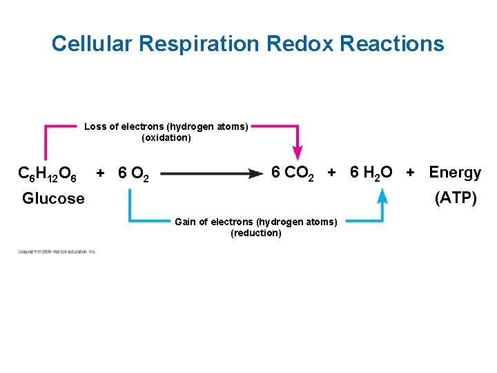 Cellular Respiration Redox Reactions Loss of electrons (hydrogen atoms) (oxidation) C 6 H 12