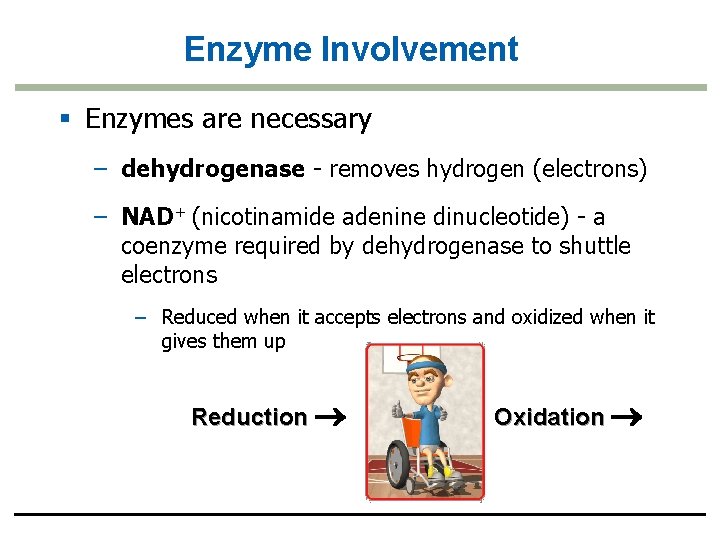 Enzyme Involvement § Enzymes are necessary – dehydrogenase - removes hydrogen (electrons) – NAD+