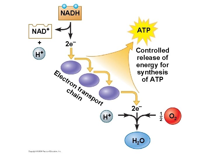 NADH NAD+ ATP + 2 e– Controlled release of energy for synthesis of ATP