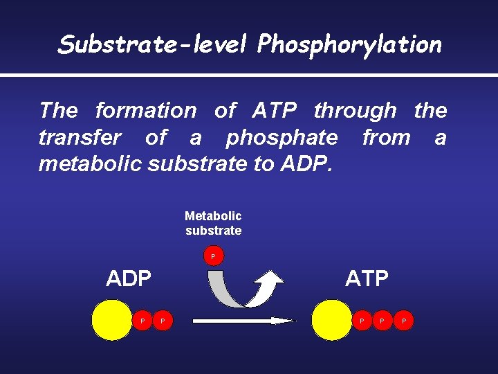 Substrate-level Phosphorylation The formation of ATP through the transfer of a phosphate from a