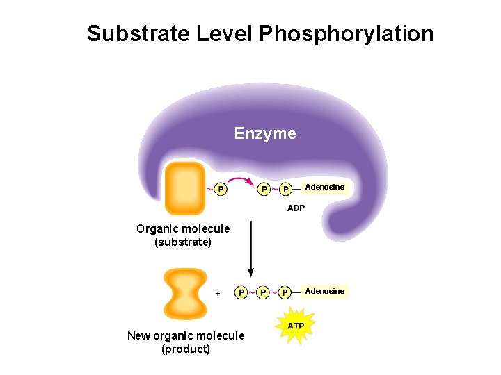 Substrate Level Phosphorylation Enzyme Adenosine Organic molecule (substrate) Adenosine New organic molecule (product) 