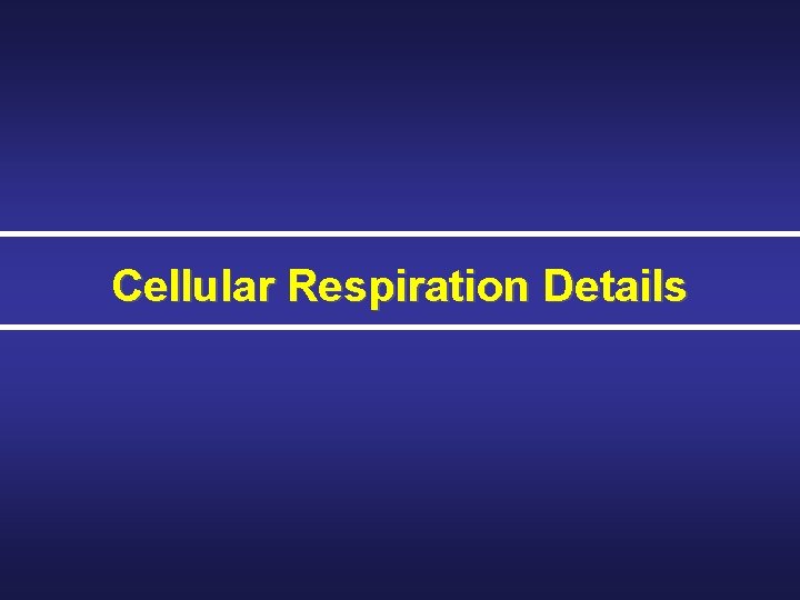 Cellular Respiration Details 