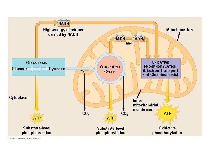 NADH Mitochondrion High-energy electrons carried by NADH FADH 2 and OXIDATIVE GLYCOLYSIS Glucose PHOSPHORYLATION