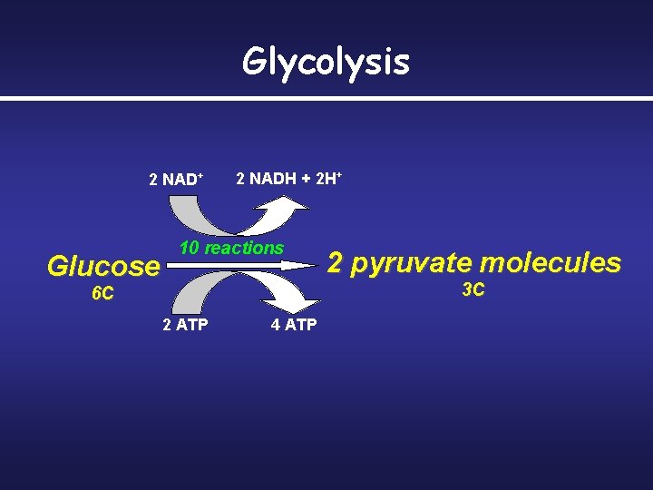Glycolysis 2 NAD+ Glucose 2 NADH + 2 H+ 10 reactions 2 pyruvate molecules