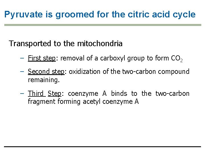 Pyruvate is groomed for the citric acid cycle Transported to the mitochondria – First
