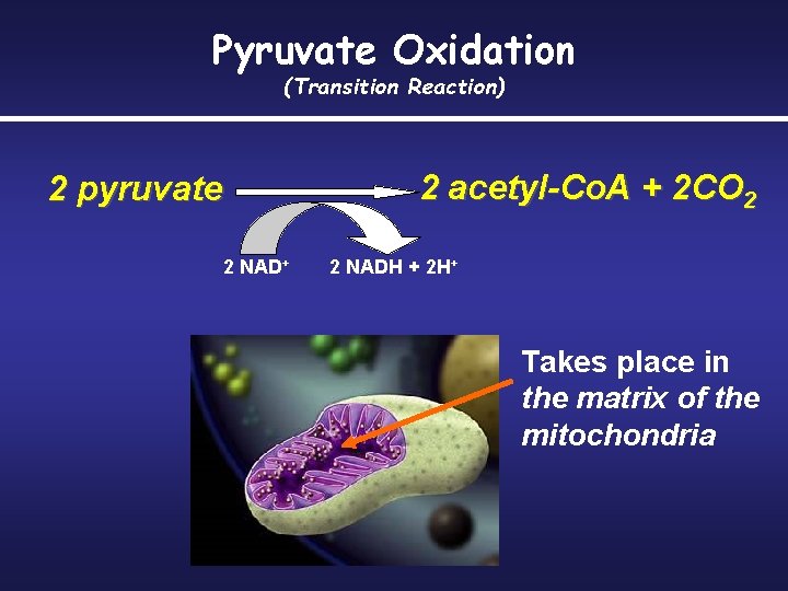 Pyruvate Oxidation (Transition Reaction) 2 pyruvate 2 NAD+ 2 acetyl-Co. A + 2 CO