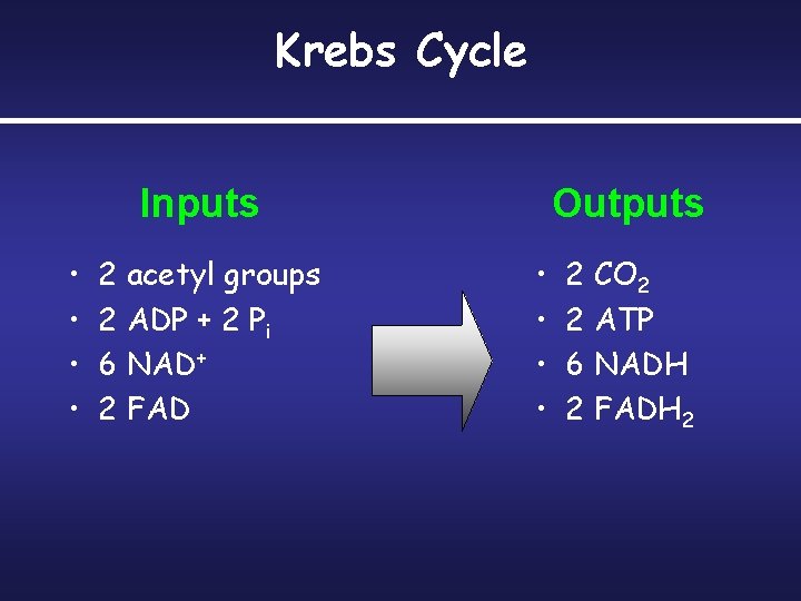Krebs Cycle Inputs • • 2 acetyl groups 2 ADP + 2 Pi 6