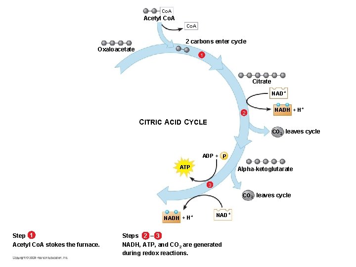 Co. A Acetyl Co. A 2 carbons enter cycle Oxaloacetate 1 Citrate NAD+ 2