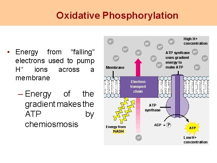 Oxidative Phosphorylation High H+ concentration • Energy from “falling” electrons used to pump H+