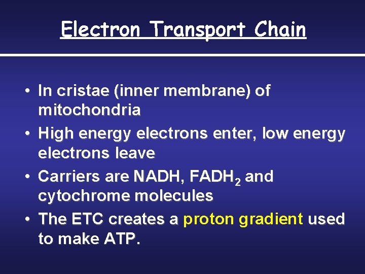 Electron Transport Chain • In cristae (inner membrane) of mitochondria • High energy electrons