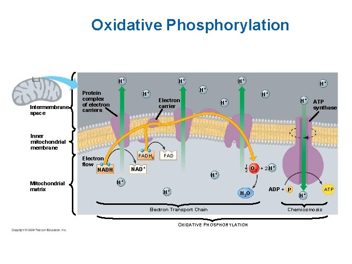 Oxidative Phosphorylation Intermembrane space Protein complex of electron carriers H+ H+ Electron carrier H+