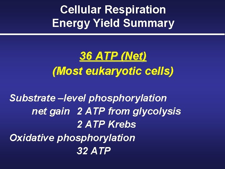 Cellular Respiration Energy Yield Summary 36 ATP (Net) (Most eukaryotic cells) Substrate –level phosphorylation