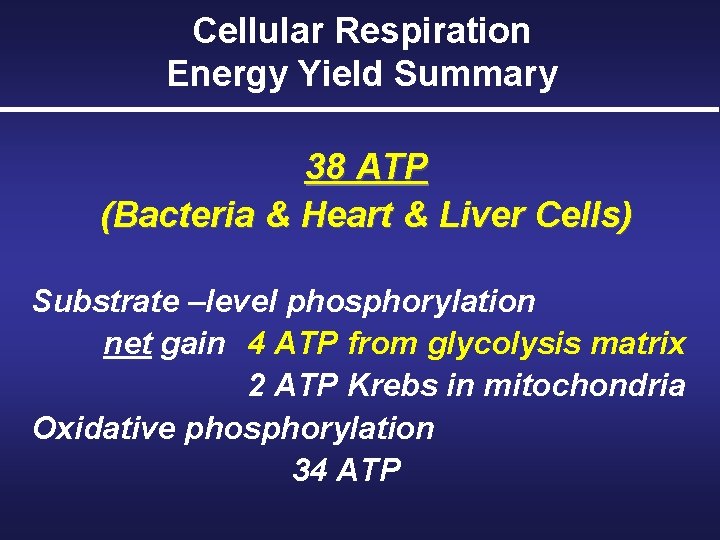 Cellular Respiration Energy Yield Summary 38 ATP (Bacteria & Heart & Liver Cells) Substrate