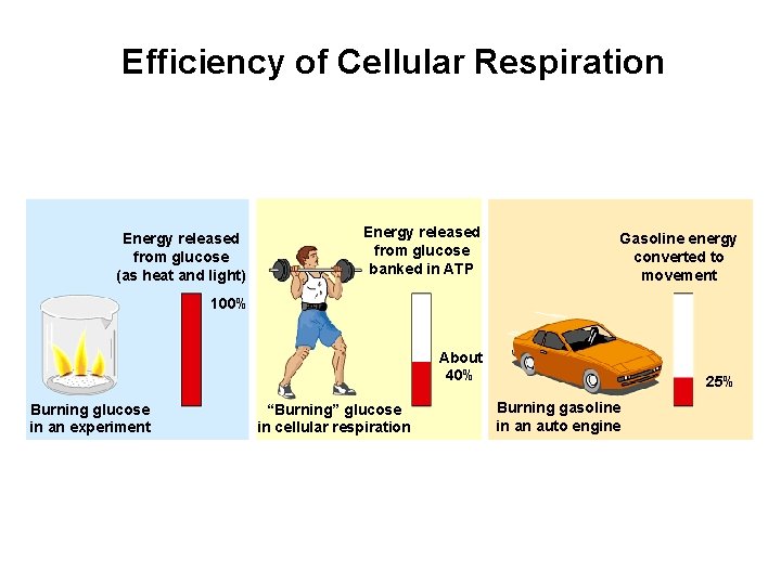 Efficiency of Cellular Respiration Energy released from glucose (as heat and light) Energy released