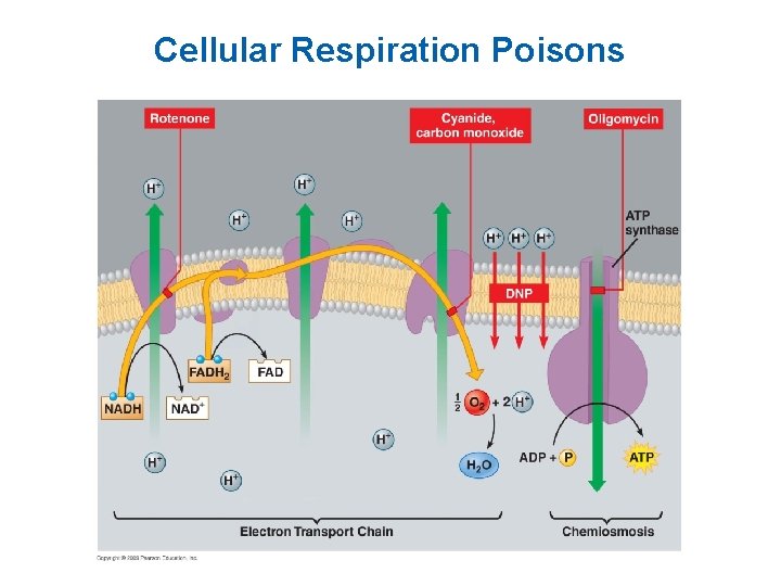 Cellular Respiration Poisons 