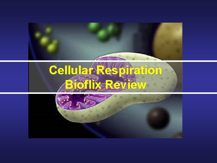 Cellular Respiration Bioflix Review 