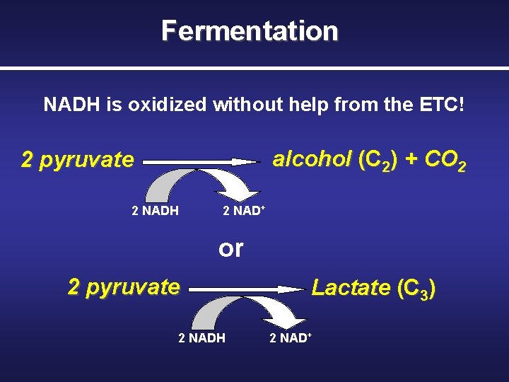 Fermentation NADH is oxidized without help from the ETC! alcohol (C 2) + CO