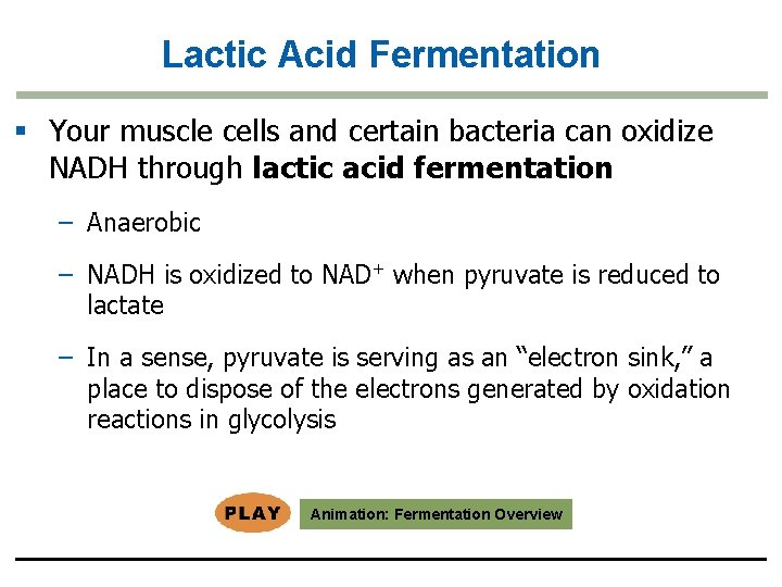 Lactic Acid Fermentation § Your muscle cells and certain bacteria can oxidize NADH through