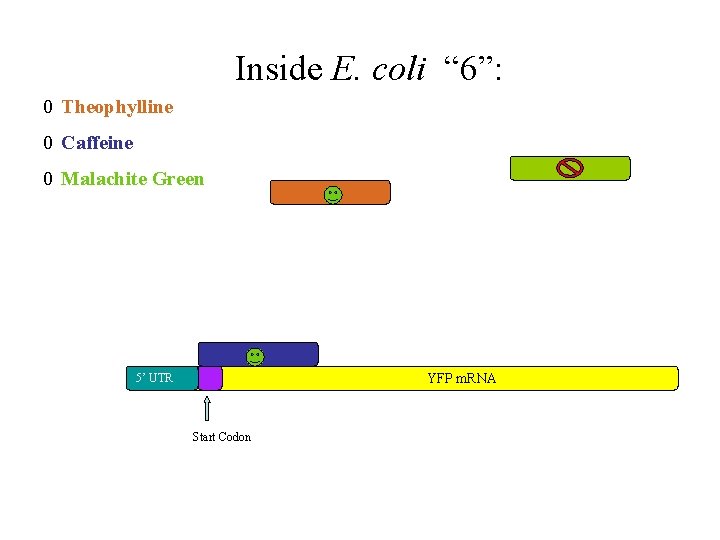 Inside E. coli “ 6”: 0 Theophylline 0 Caffeine 0 Malachite Green YFP m.