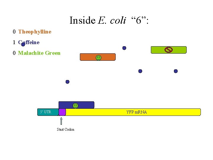 Inside E. coli “ 6”: 0 Theophylline 1 Caffeine 0 Malachite Green YFP m.