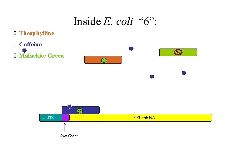 Inside E. coli “ 6”: 0 Theophylline 1 Caffeine 0 Malachite Green YFP m.