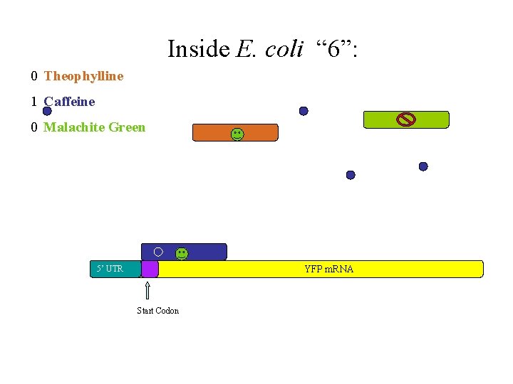 Inside E. coli “ 6”: 0 Theophylline 1 Caffeine 0 Malachite Green YFP m.