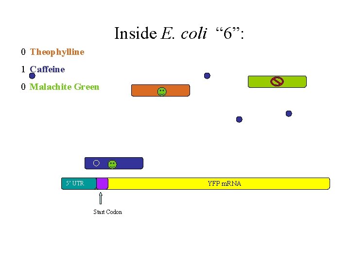 Inside E. coli “ 6”: 0 Theophylline 1 Caffeine 0 Malachite Green YFP m.