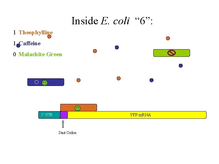 Inside E. coli “ 6”: 1 Theophylline 1 Caffeine 0 Malachite Green YFP m.