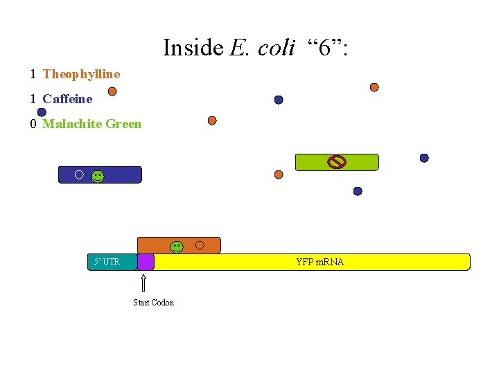 Inside E. coli “ 6”: 1 Theophylline 1 Caffeine 0 Malachite Green YFP m.