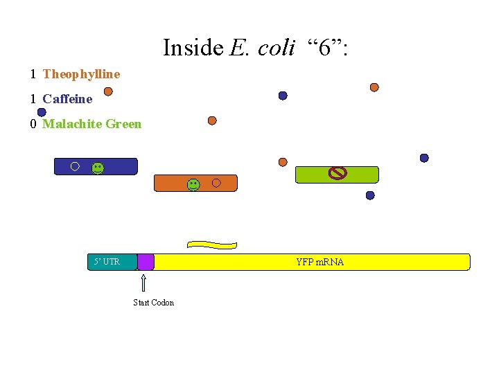 Inside E. coli “ 6”: 1 Theophylline 1 Caffeine 0 Malachite Green YFP m.