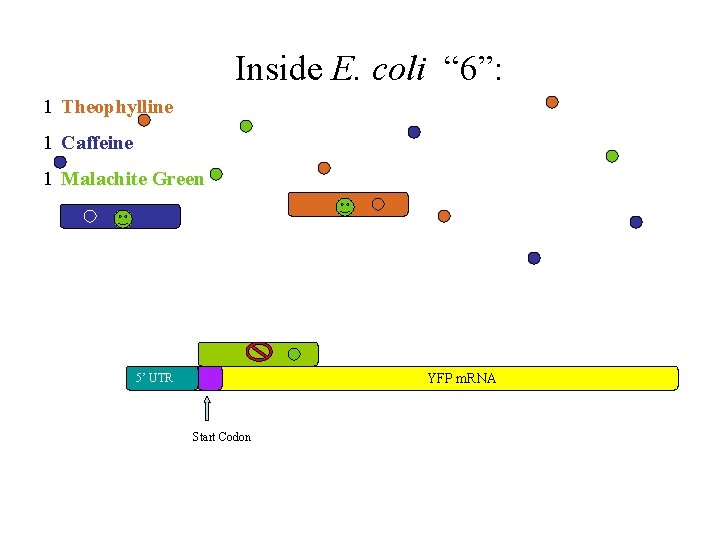 Inside E. coli “ 6”: 1 Theophylline 1 Caffeine 1 Malachite Green YFP m.