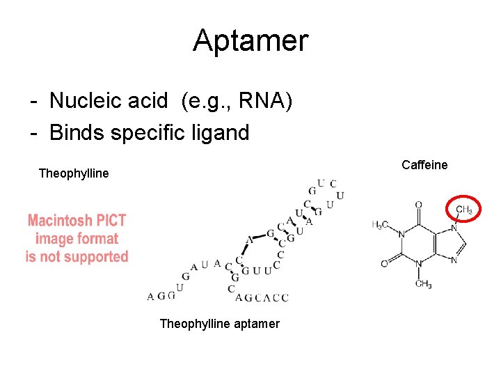 Aptamer - Nucleic acid (e. g. , RNA) - Binds specific ligand Caffeine Theophylline