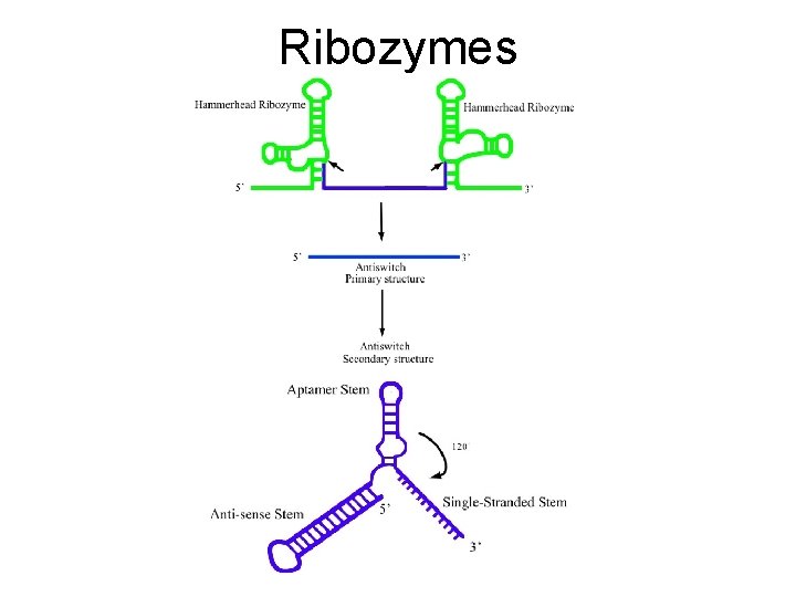 Ribozymes 