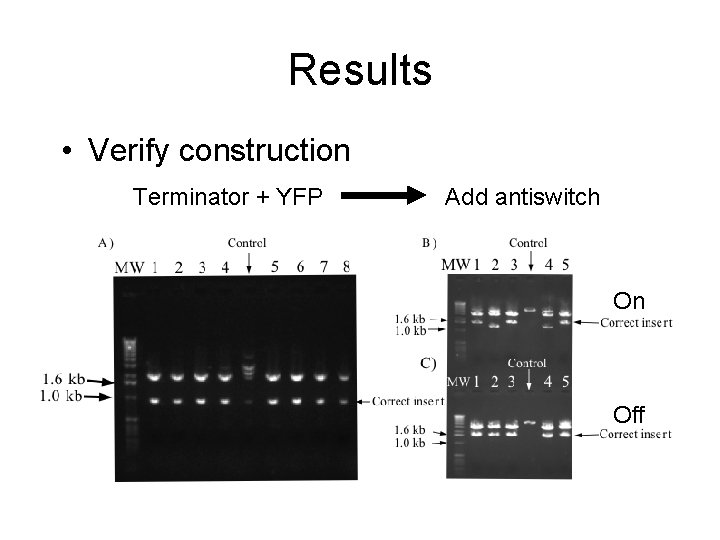 Results • Verify construction Terminator + YFP Add antiswitch On Off 