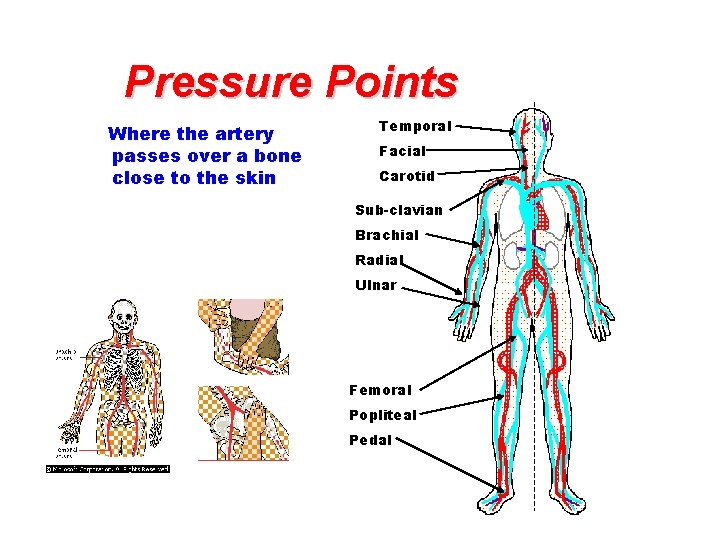 Pressure Points Where the artery passes over a bone close to the skin Temporal Pressure Points Where the artery passes over a bone close to the skin Temporal