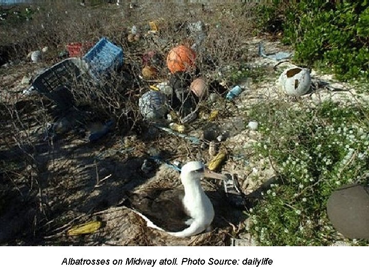 Albatrosses on Midway atoll. Photo Source: dailylife 