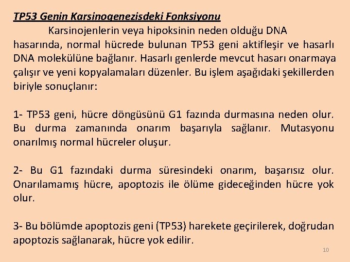 TP 53 Genin Karsinogenezisdeki Fonksiyonu Karsinojenlerin veya hipoksinin neden olduğu DNA hasarında, normal hücrede