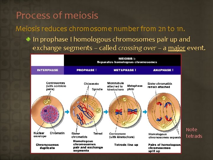 Process of meiosis Meiosis reduces chromosome number from 2 n to 1 n. In