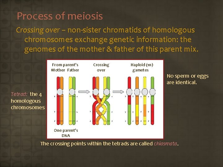 Process of meiosis Crossing over – non-sister chromatids of homologous chromosomes exchange genetic information: