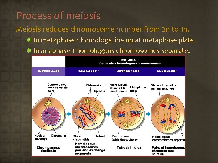 Process of meiosis Meiosis reduces chromosome number from 2 n to 1 n. In