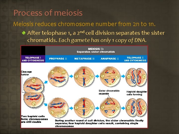 Process of meiosis Meiosis reduces chromosome number from 2 n to 1 n. After