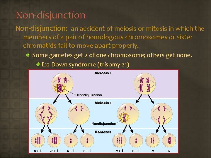 Non-disjunction: an accident of meiosis or mitosis in which the members of a pair