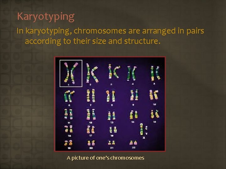 Karyotyping In karyotyping, chromosomes are arranged in pairs according to their size and structure.