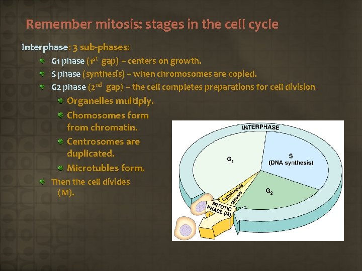 Remember mitosis: stages in the cell cycle Interphase: 3 sub-phases: G 1 phase (1