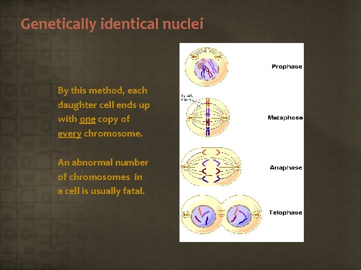 Genetically identical nuclei By this method, each daughter cell ends up with one copy