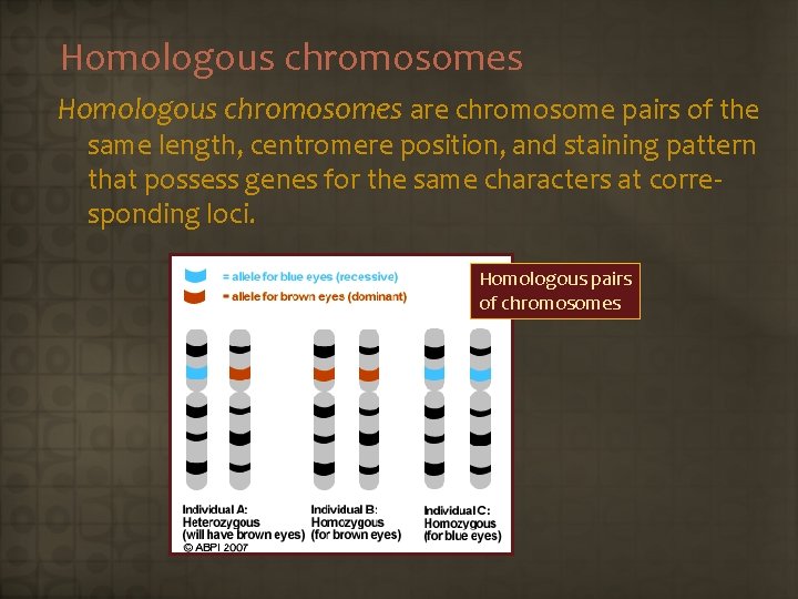 Homologous chromosomes are chromosome pairs of the same length, centromere position, and staining pattern