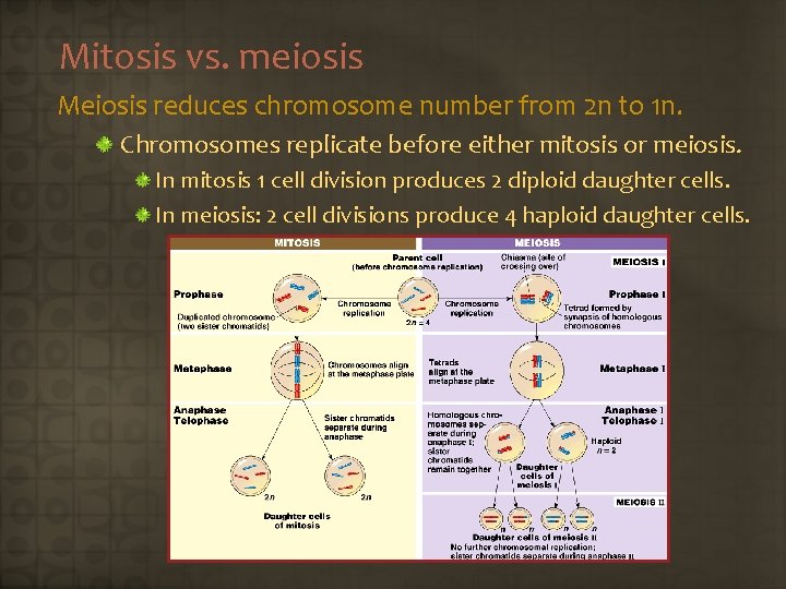 Mitosis vs. meiosis Meiosis reduces chromosome number from 2 n to 1 n. Chromosomes