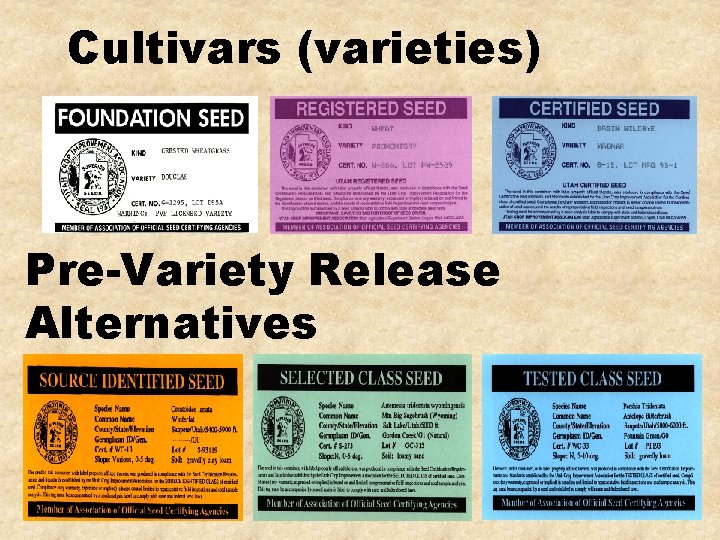 Cultivars (varieties) Pre-Variety Release Alternatives 