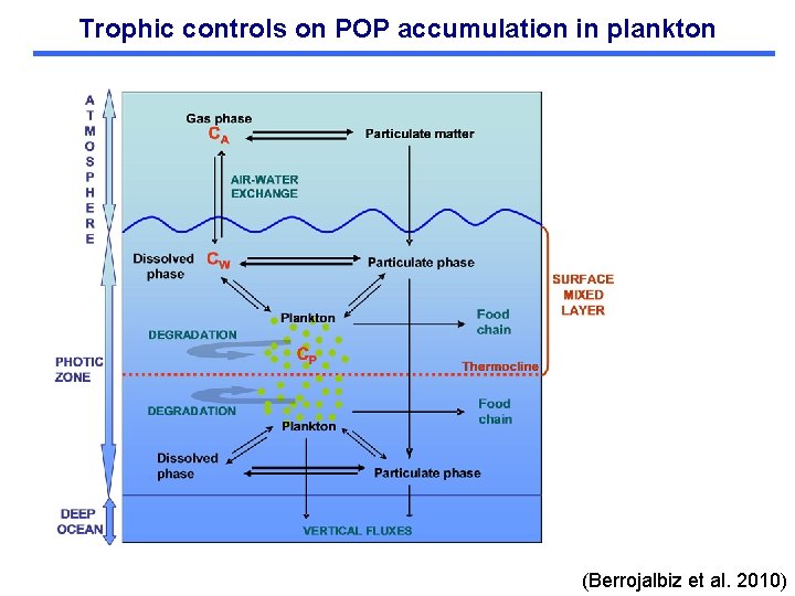 Trophic controls on POP accumulation in plankton (Berrojalbiz et al. 2010) 