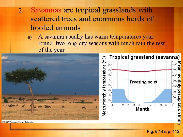 Savannas are tropical grasslands with scattered trees and enormous herds of hoofed animals a)